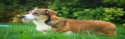 Welsh Corgi Pembroke dogs for sale: Apple Jacks Welsh Corgi Pembroke  - Ad 4