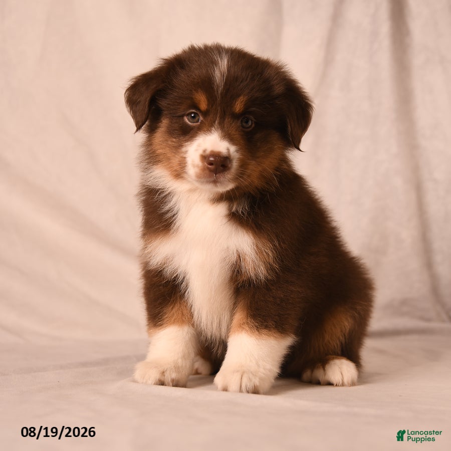 Miniature Australian Shepherd dogs Poppy - Ad 1