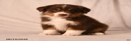 Miniature Australian Shepherd dogs for sale: Poppy - Ad 1