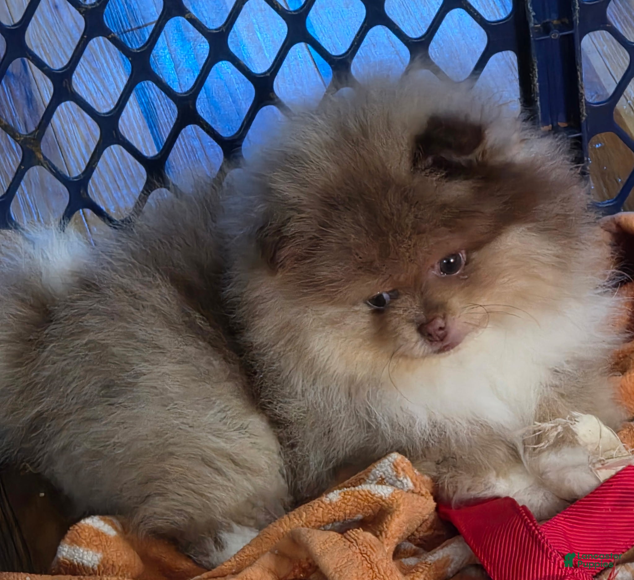 Pomeranian dogs Bear - Ad 9