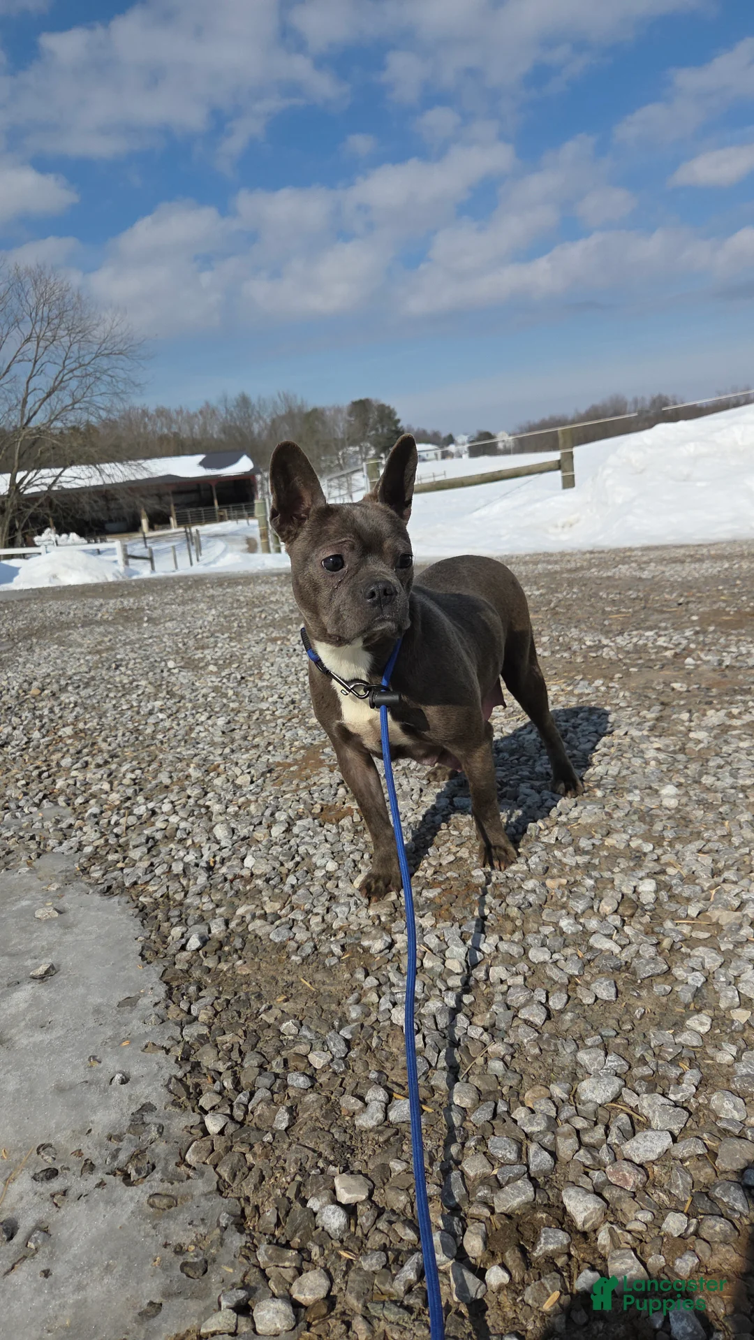 Mixed Breed dogs for sale: Slate - Ad 9