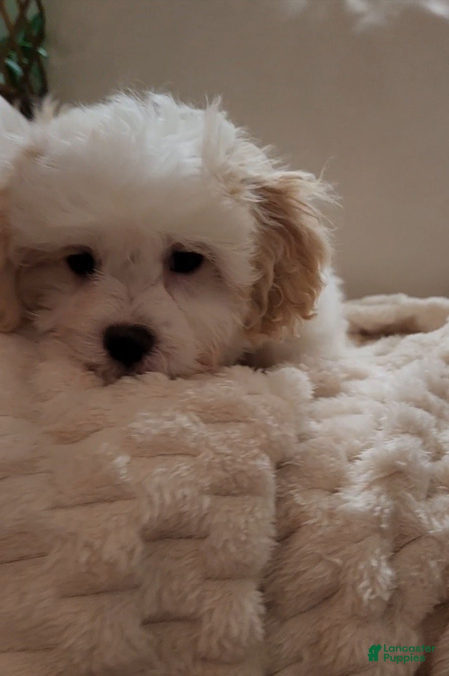 Shihpoo dogs for sale: Duke (Mr. Blue) - Ad 3
