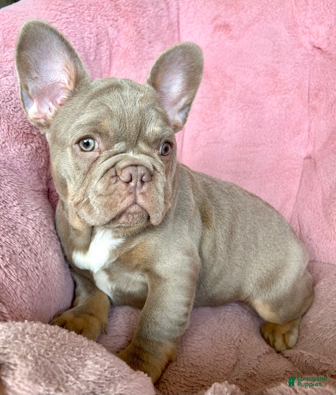 French Bulldog dogs for sale: Chocolate  - Ad 2