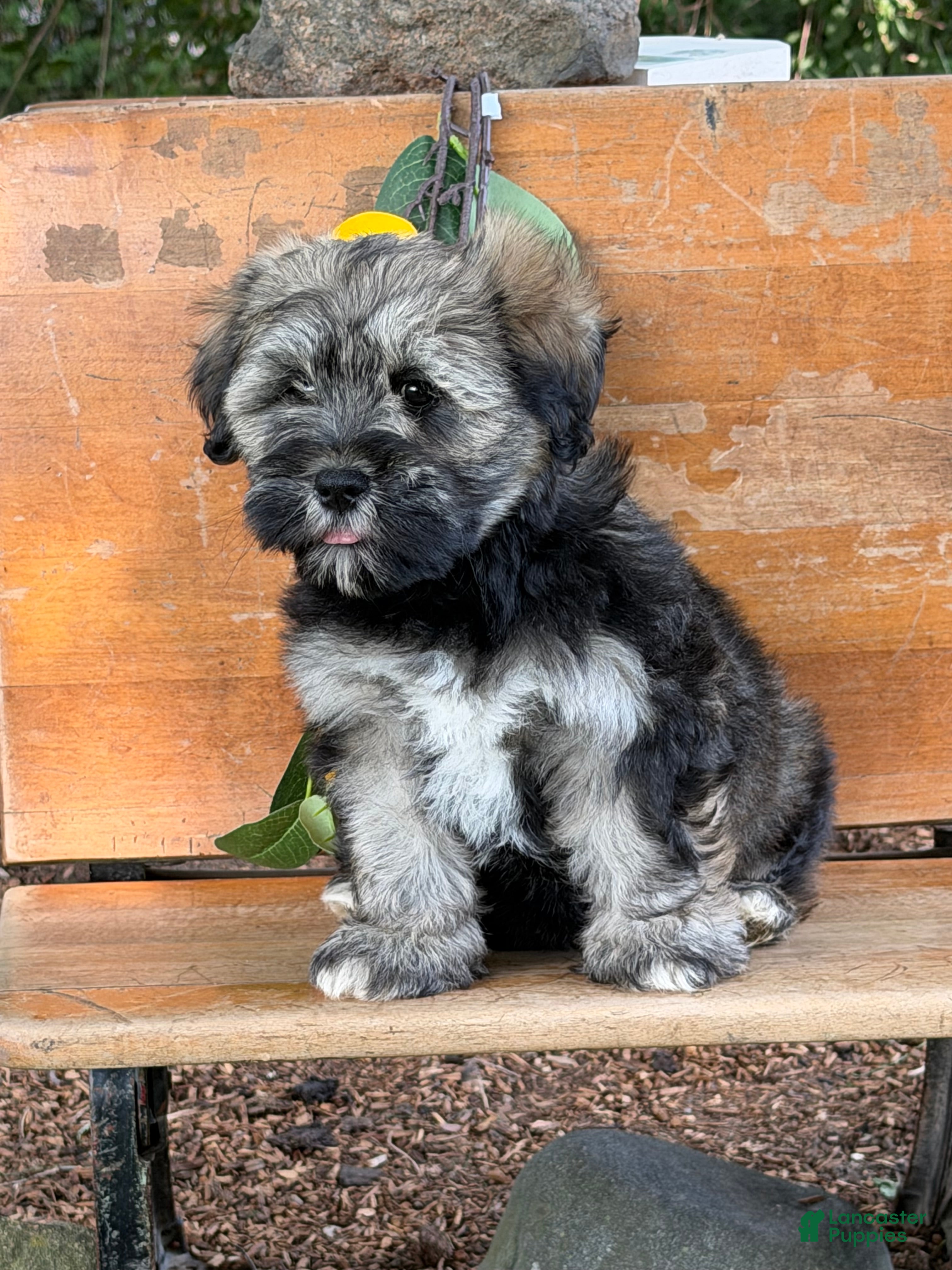 Mixed Breed dogs Janelle  - Ad 1
