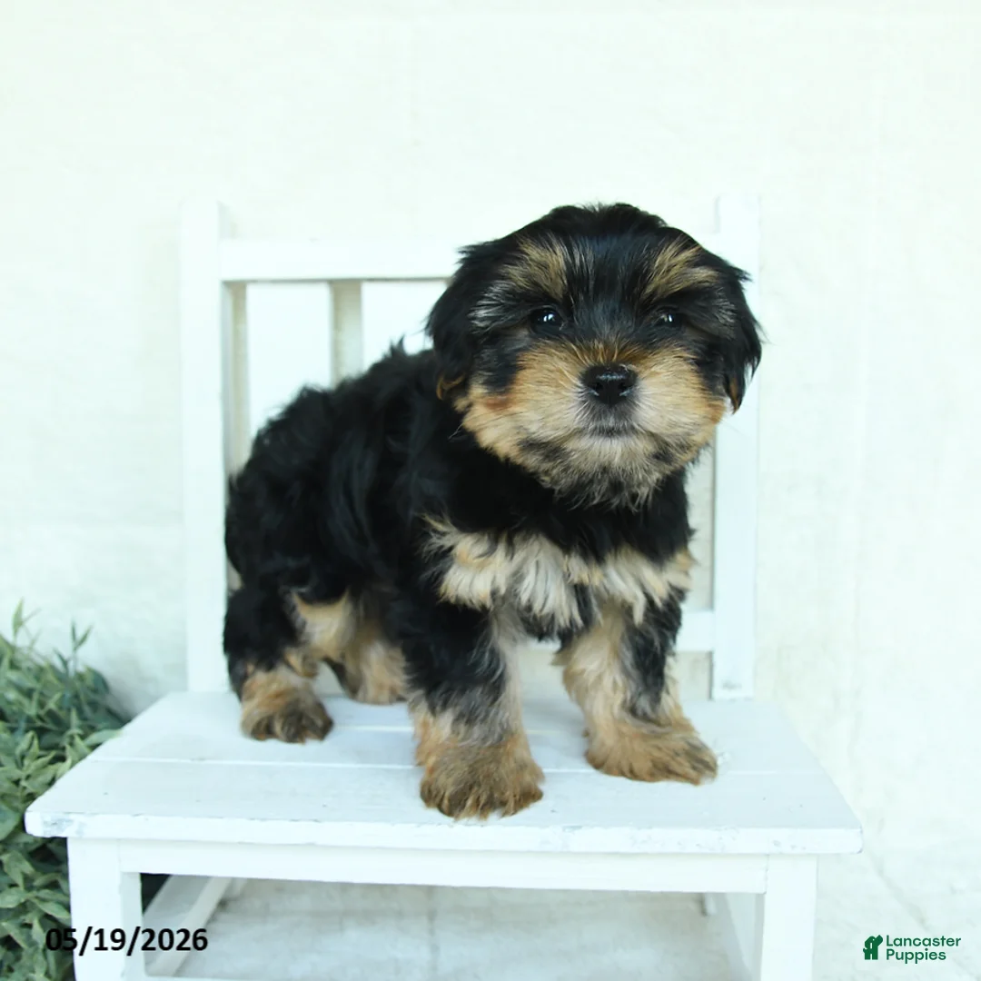 Yorkshire Terrier dogs for sale: Buster - Ad 5
