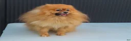 Pomeranian dogs for sale: Rusty 🐾 - Ad 14