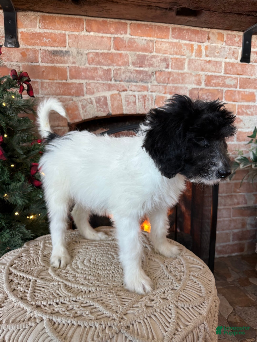 Saint Berdoodles dogs for sale: Rowan - Ad 10