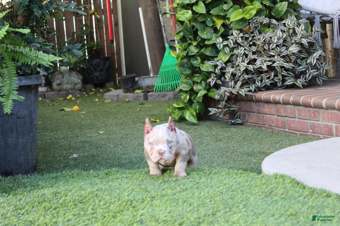 American Bully dogs for sale: Dottie American Bully  - Ad 2