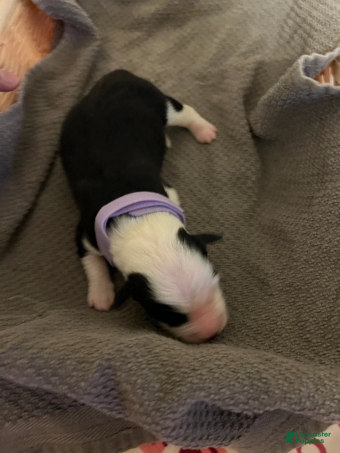 Mixed Breed dogs for sale: Light Purple - Ad 2