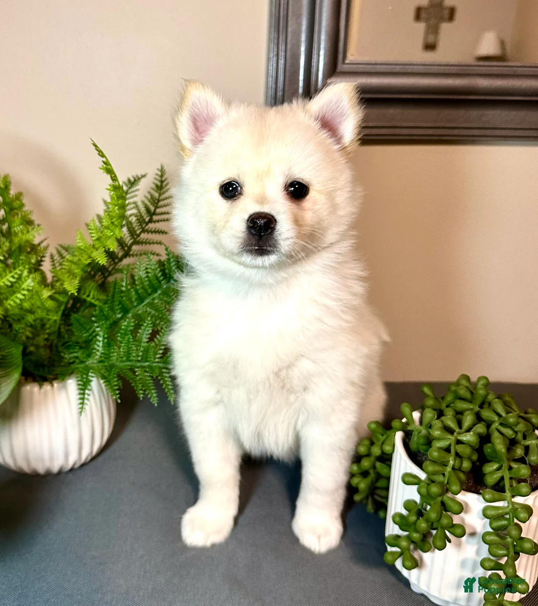 Pomsky dogs for sale: Paddy - Ad 1
