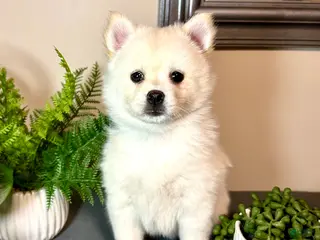 Pomsky dogs for sale: Paddy - Ad 1