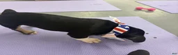 Mixed Breed dogs for sale: Capt. Jack Sparrow - Ad 7