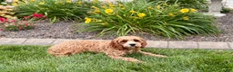 Cavapoo dogs for sale: Henry F1 - Ad 9