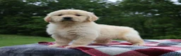 Golden Retriever dogs for sale: Theo - Ad 6