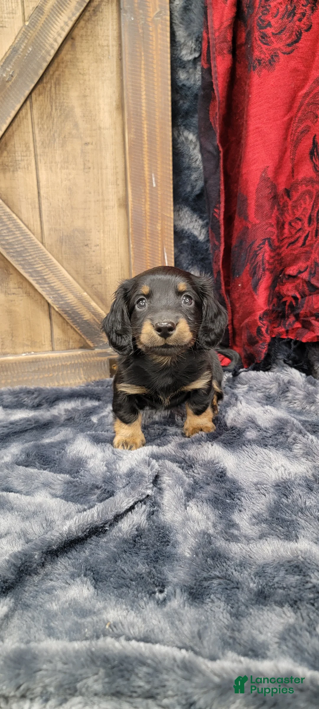 Dachshund dogs for sale: Gritty - Ad 7