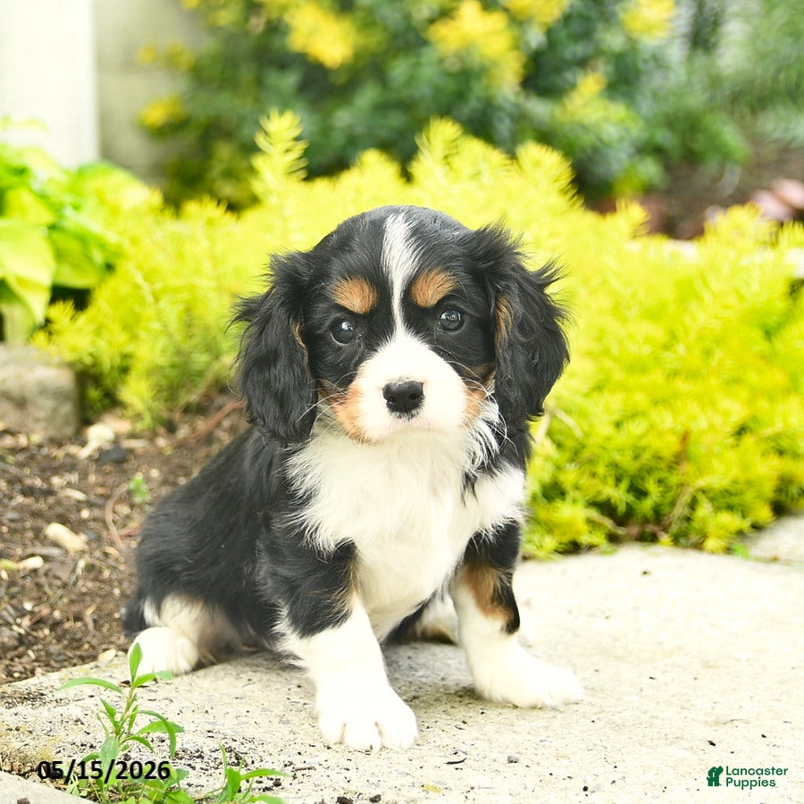Cavalier King Charles Spaniel dogs for sale: Honey   - Ad 1