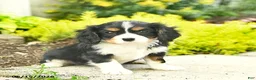 Cavalier King Charles Spaniel dogs for sale: Honey   - Ad 1