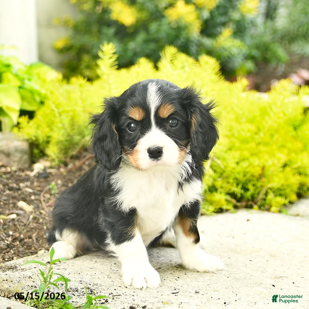 Cavalier King Charles Spaniel dogs for sale: Honey   - Ad 1