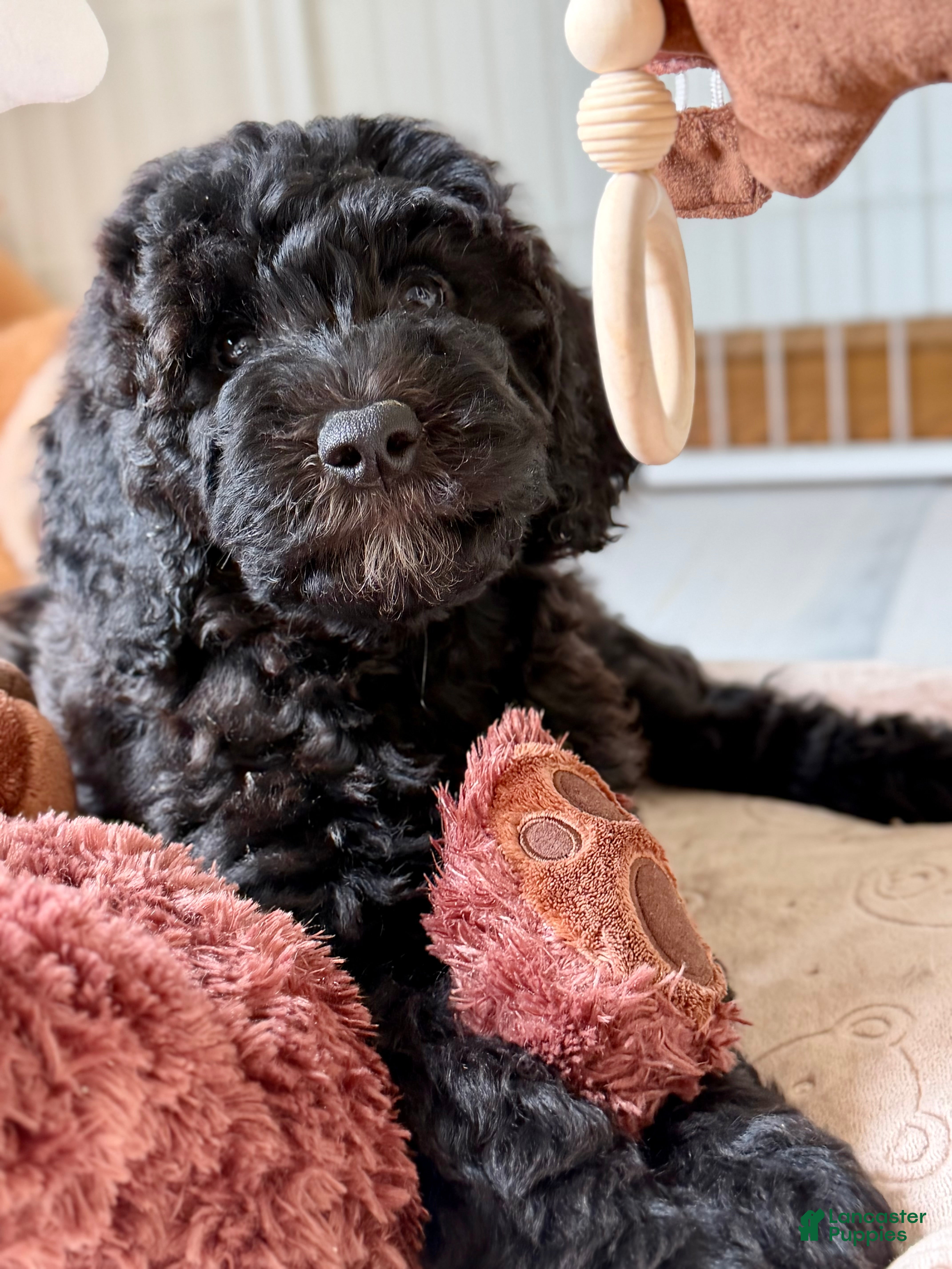Goldendoodle dogs Willow  - Ad 1