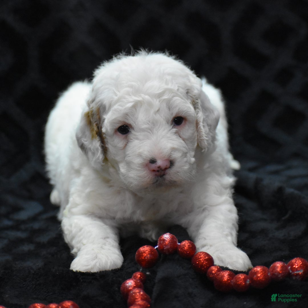 Mini Goldendoodle dogs for sale: Gwendi - Ad 5