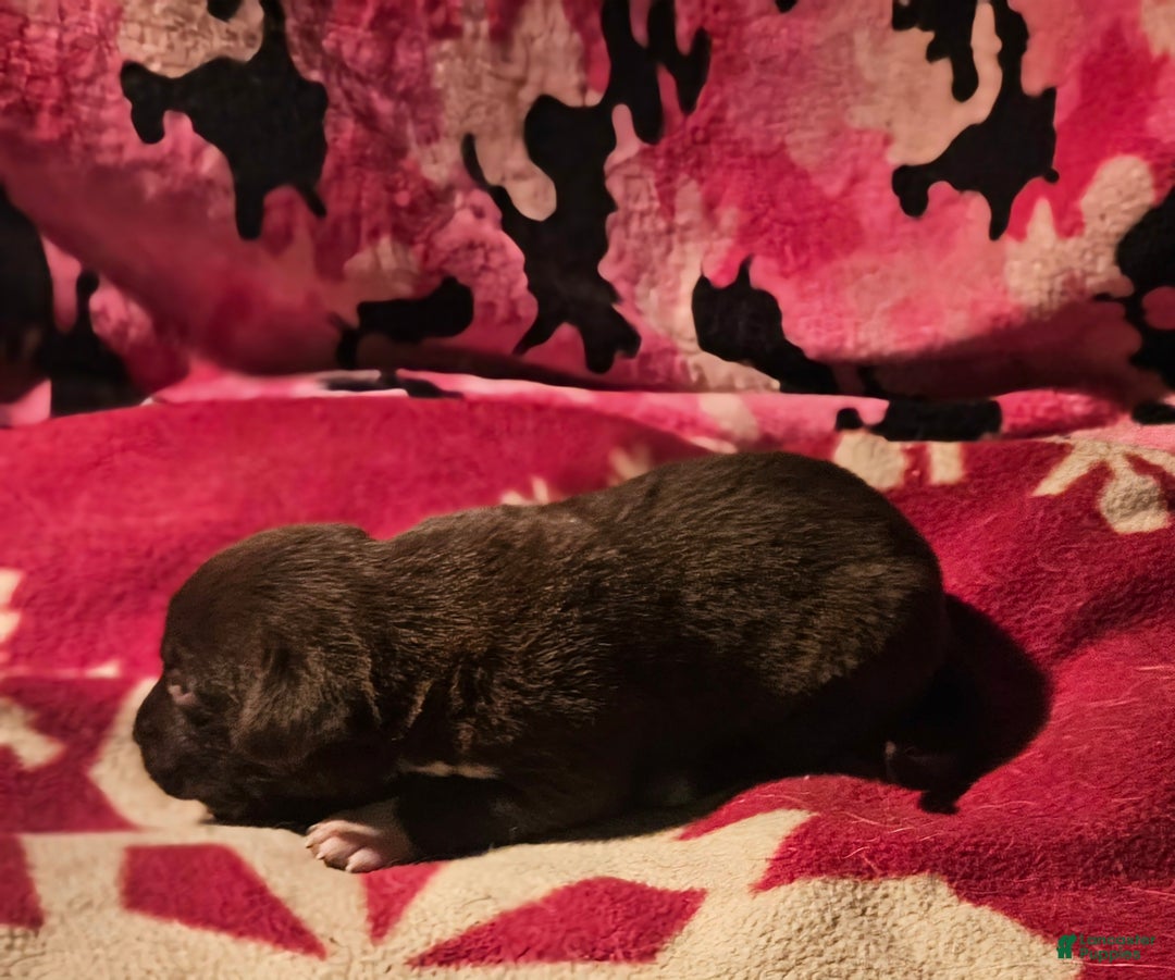 Border Collie dogs for sale: Cierra - Ad 9