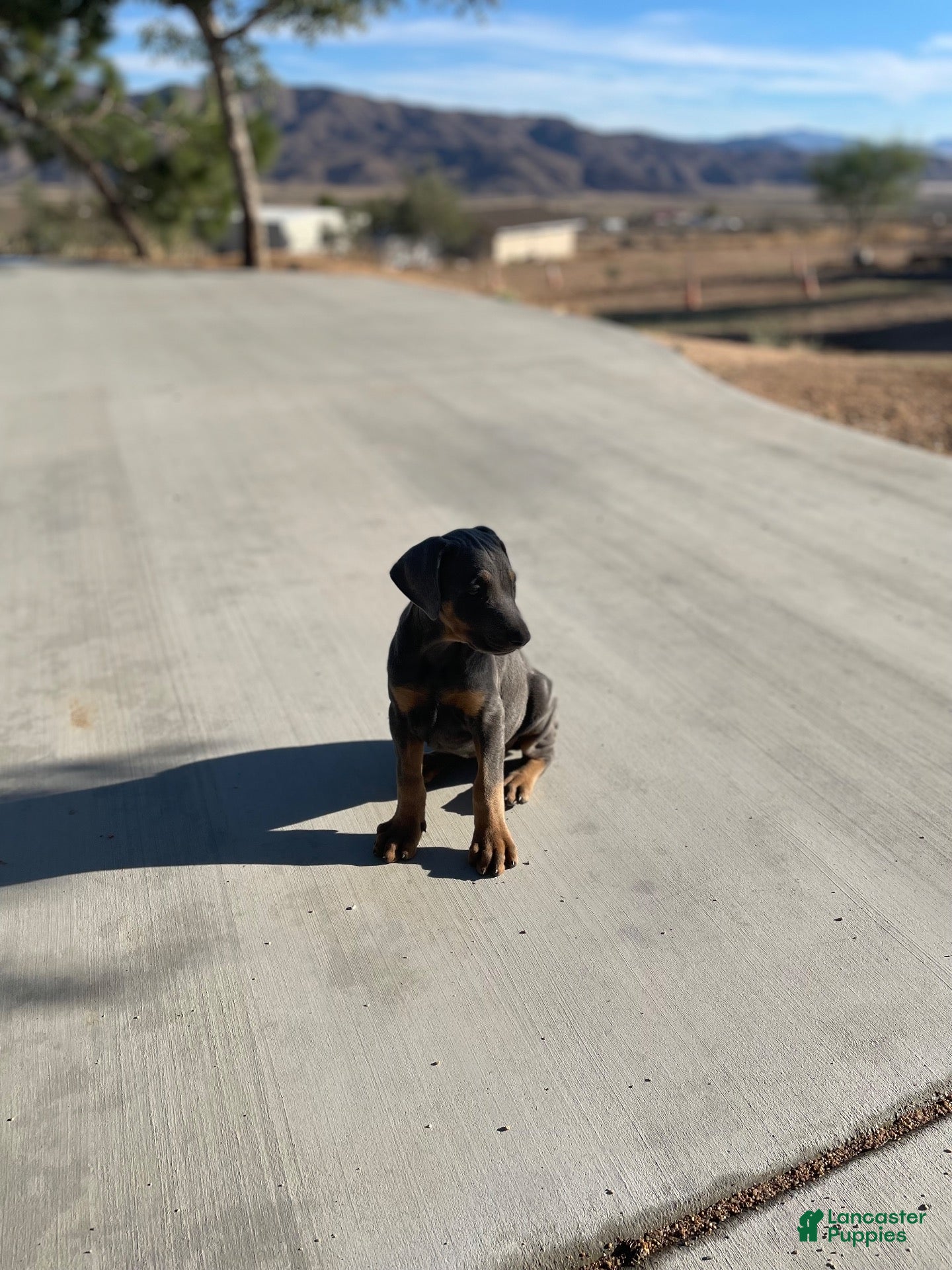 Doberman Pinscher dogs Lily - Ad 17