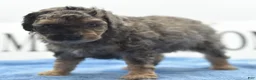Toy Poodle dogs for sale: Bentley  - Ad 4