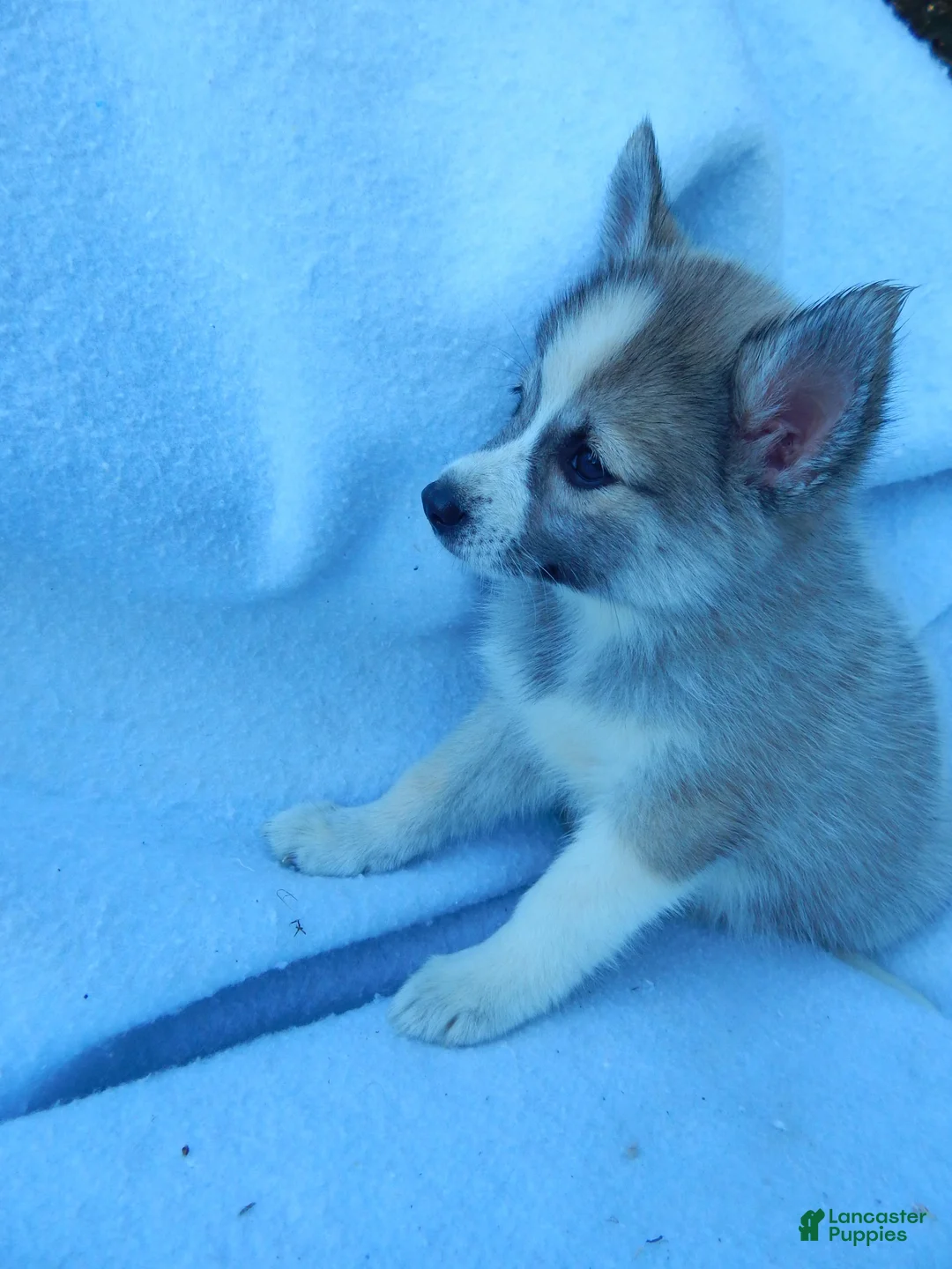 Pomsky dogs for sale: Macy - Ad 8