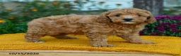 Miniature Labradoodle dogs for sale: Merlot - Ad 3