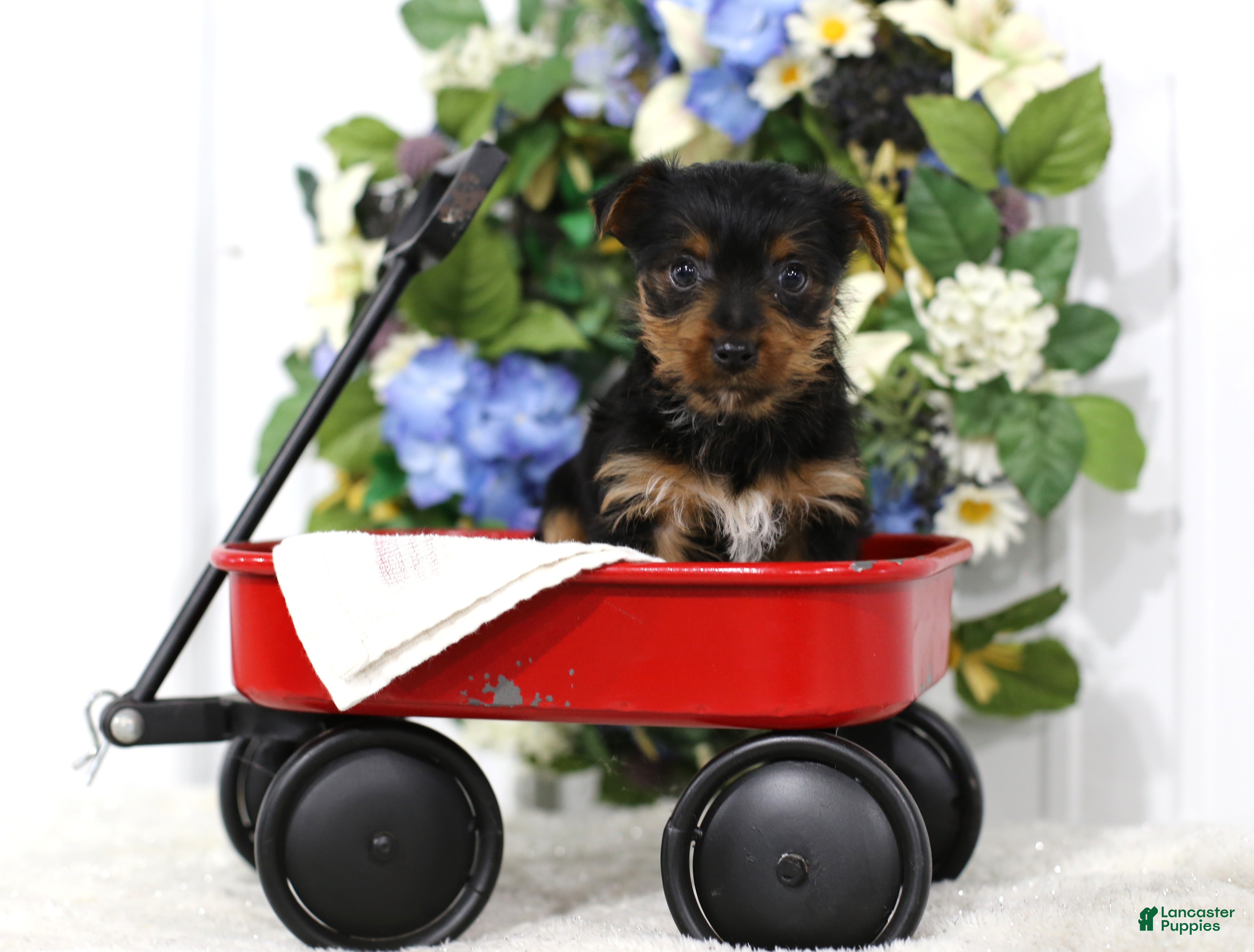 Yorkshire Terrier dogs Shadow - Ad 1