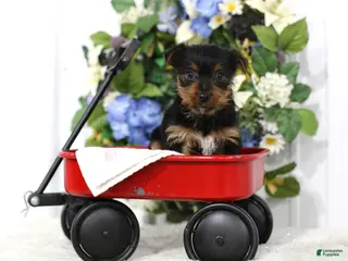 Yorkshire Terrier dogs for sale: Shadow - Ad 2