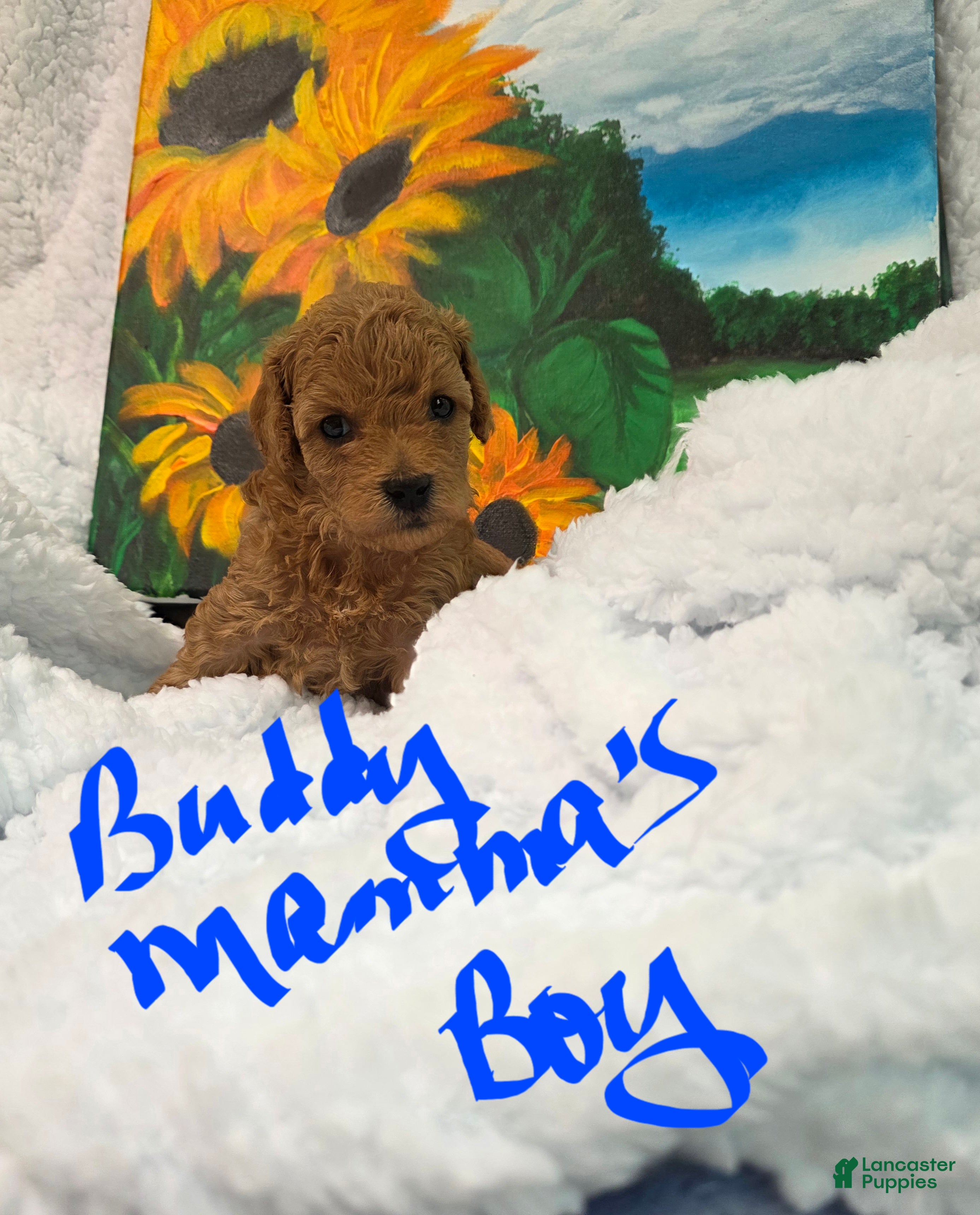 Toy Poodle dogs Toy Poodle 5 - Ad 2
