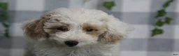 Miniature Poodle dogs for sale: Casper - Ad 1