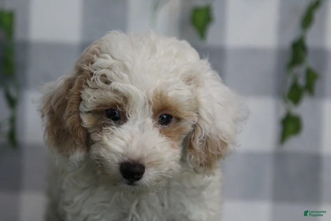Miniature Poodle dogs for sale: Casper - Ad 1