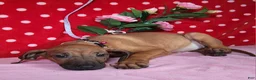 Rhodesian Ridgeback dogs for sale: Roxy - Ad 4