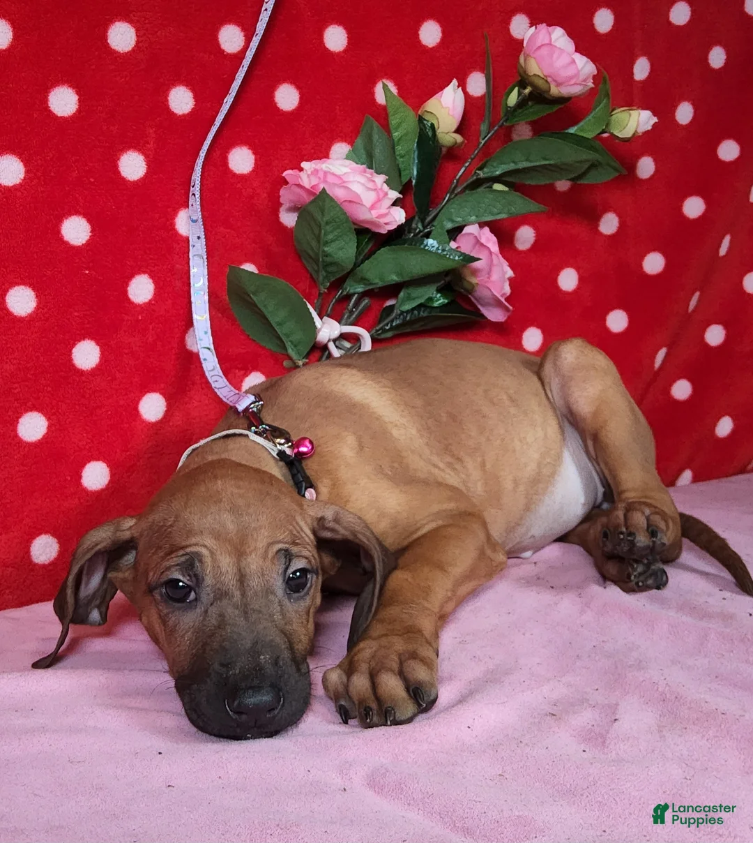Rhodesian Ridgeback dogs for sale: Roxy - Ad 4