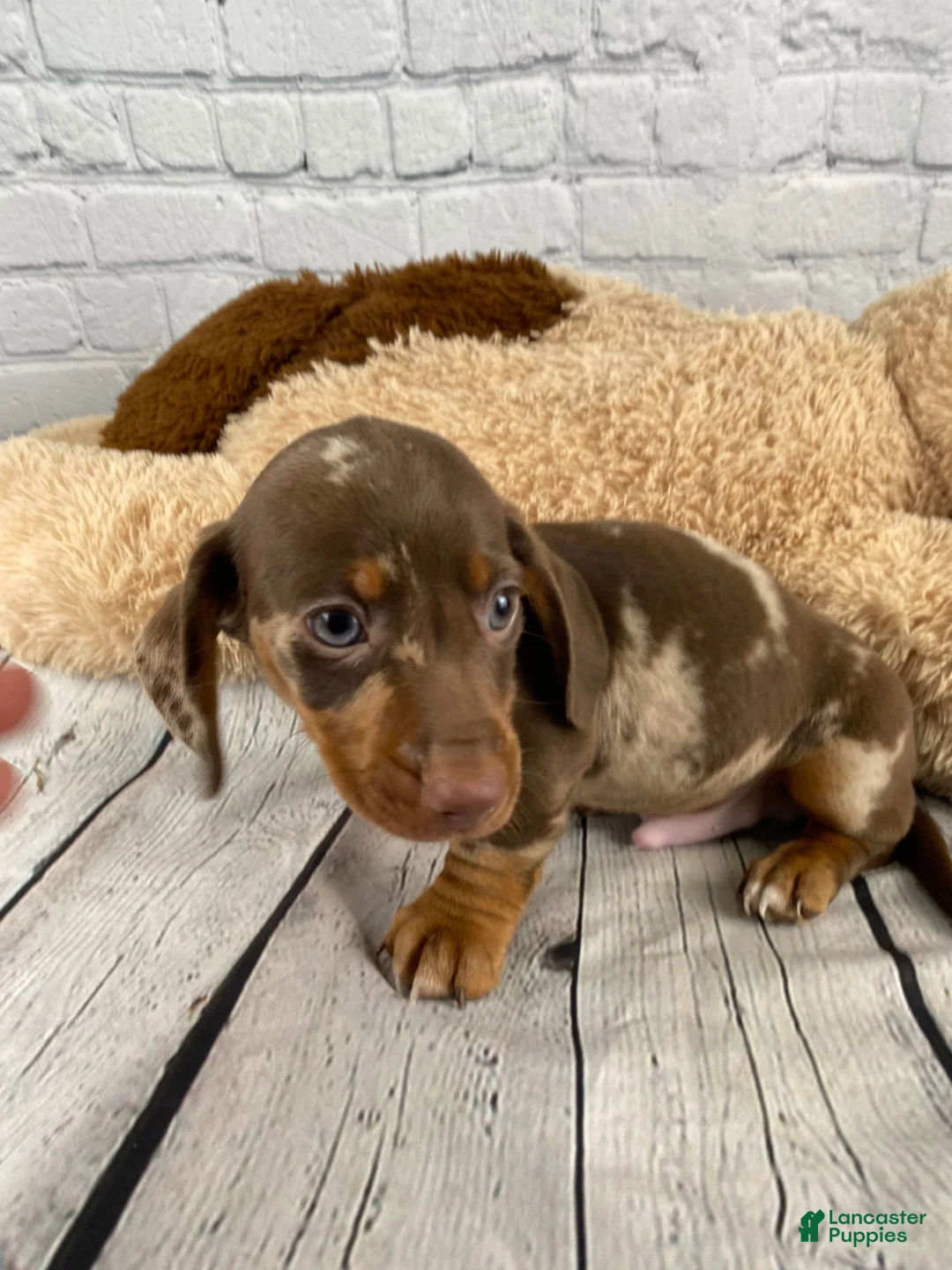 Miniature Dachshund dogs for sale: Tommy - Ad 2