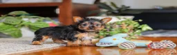 Yorkshire Terrier dogs for sale: Ellie - Ad 1