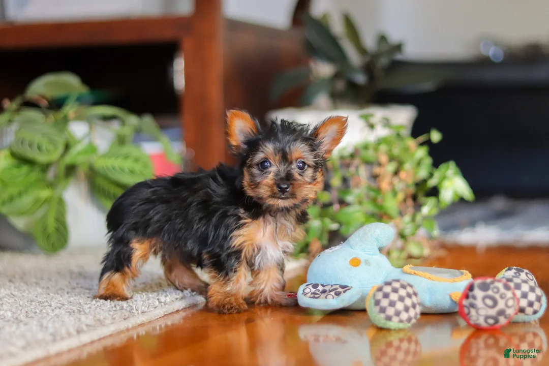 Yorkshire Terrier dogs for sale: Ellie - Ad 1