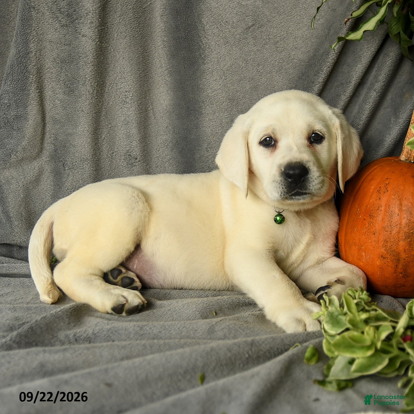 Labrador Retriever dogs Darla - Ad 2