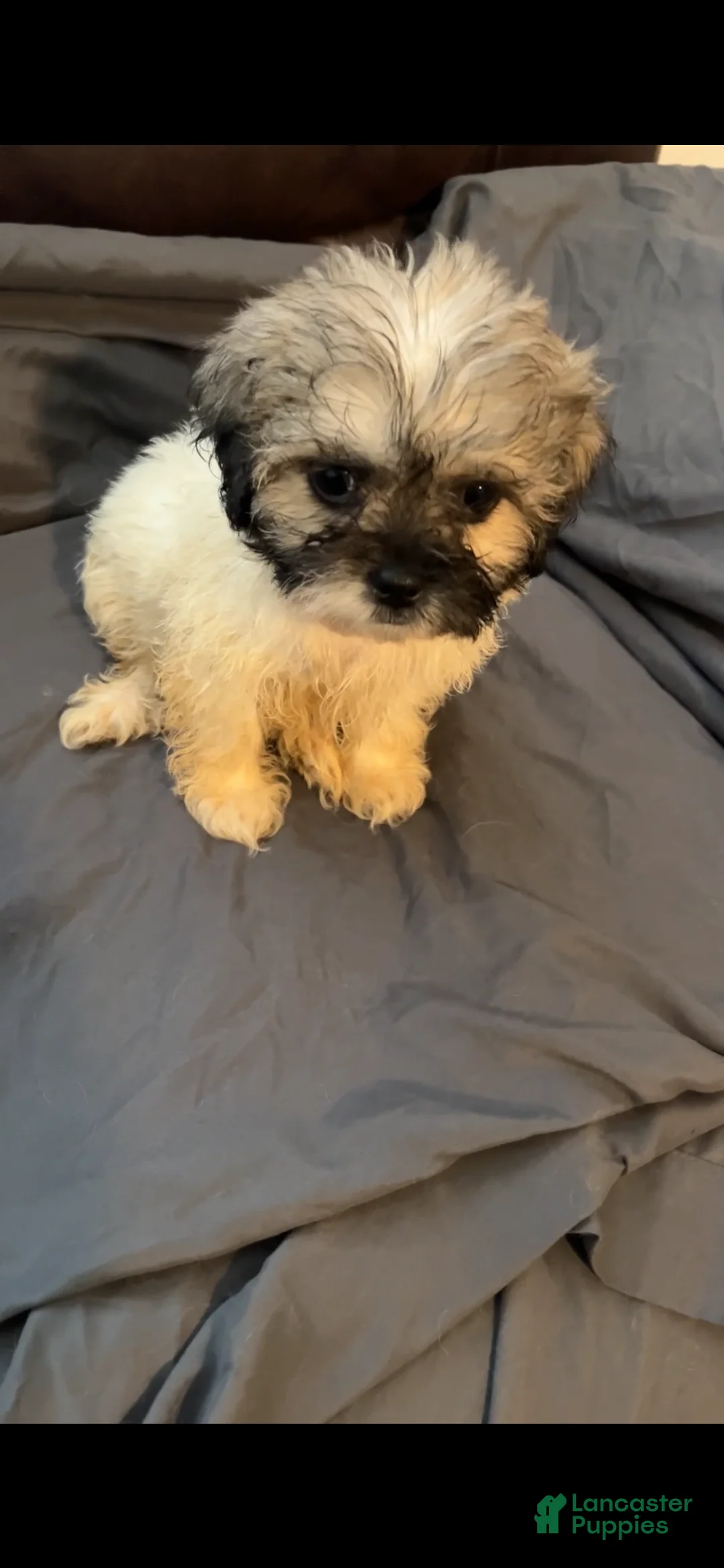 Mixed Breed dogs for sale: Oreo  - Ad 1