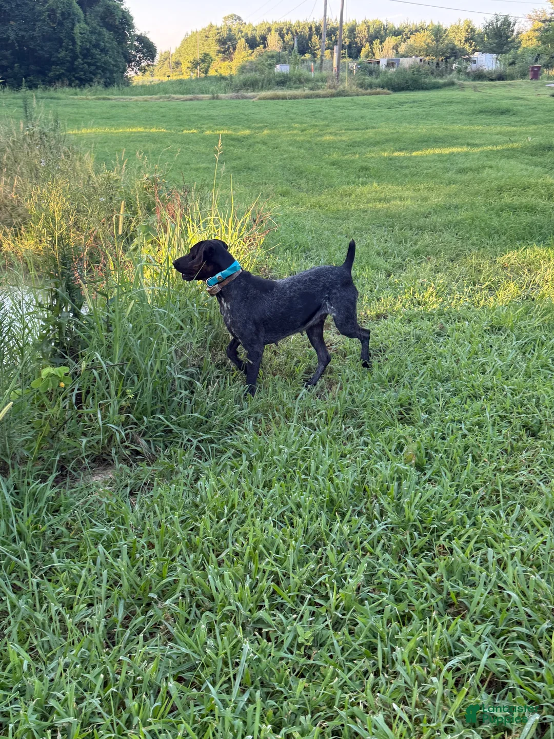 German Shorthaired Pointer dogs for sale: German Shorthaired Pointer 2 - Ad 4