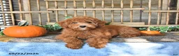 Mini Goldendoodle dogs for sale: Bennet - Ad 2