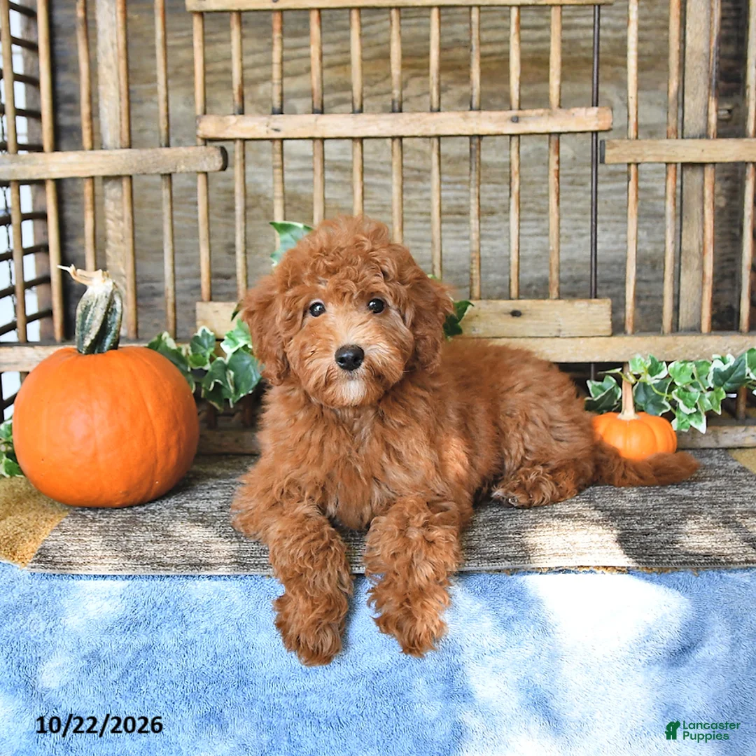 Mini Goldendoodle dogs for sale: Bennet - Ad 2