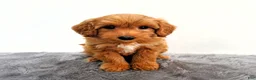 Mini Goldendoodle dogs for sale: Ginger - Ad 5