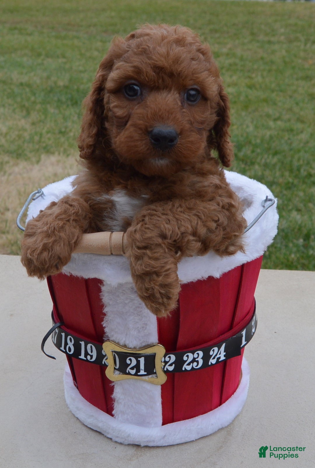 Irish Doodle dogs for sale: Mini Ivan - Ad 17