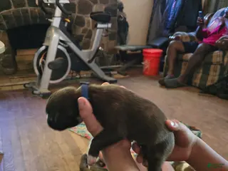 Boxer dogs for sale: Boxer Puppy 4 - Ad 2