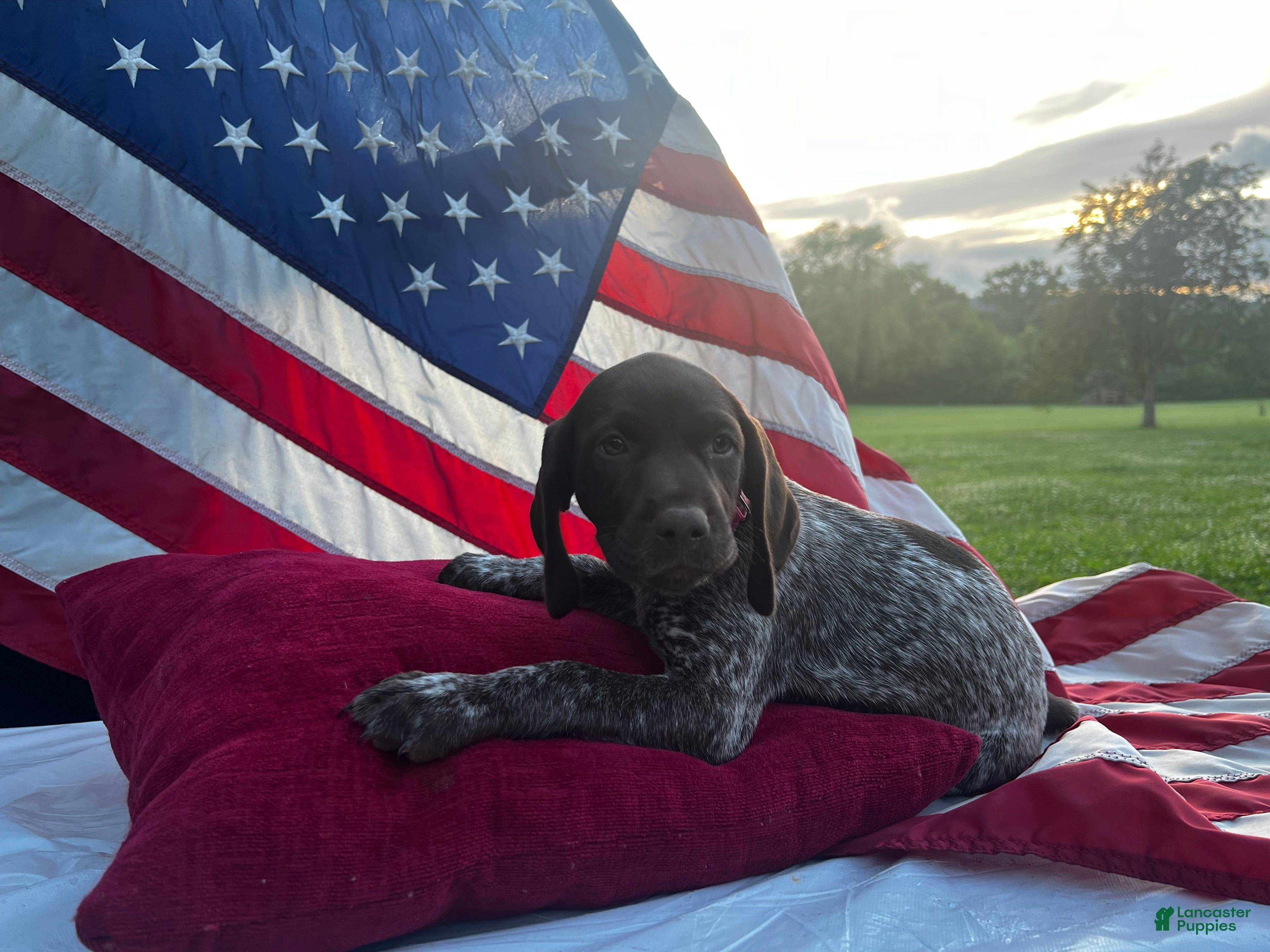German Shorthaired Pointer dogs Reagan  - Ad 40