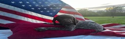 German Shorthaired Pointer dogs for sale: Reagan  - Ad 1