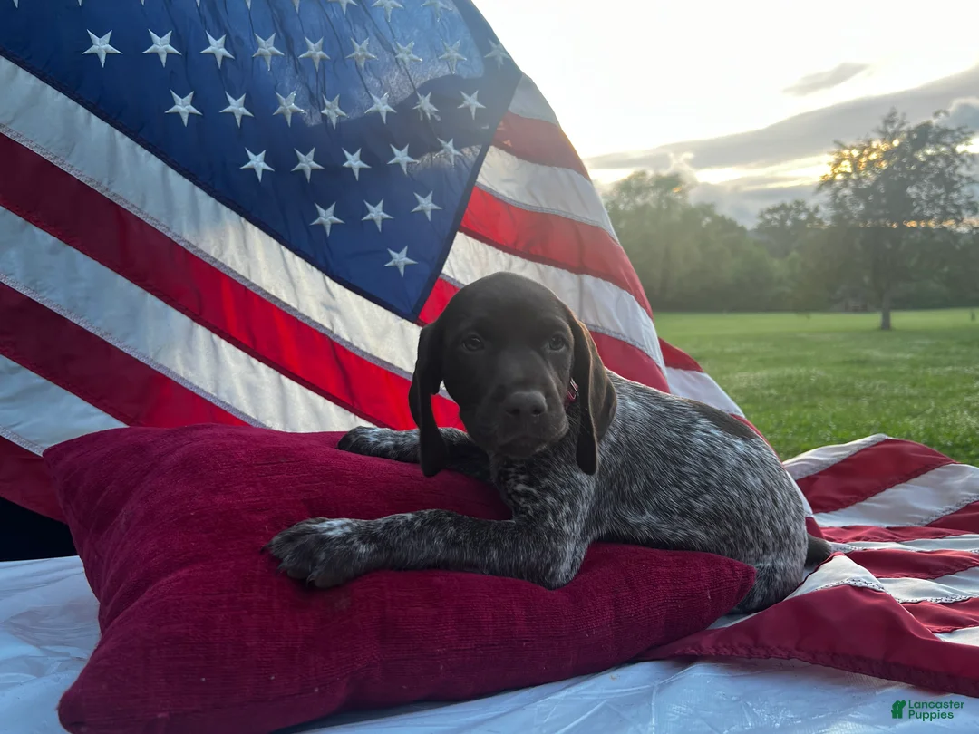 German Shorthaired Pointer dogs for sale: Reagan  - Ad 1